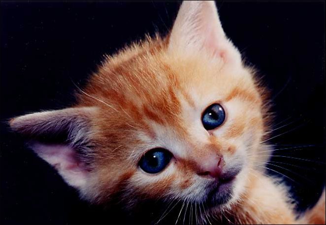 Orange Kitten